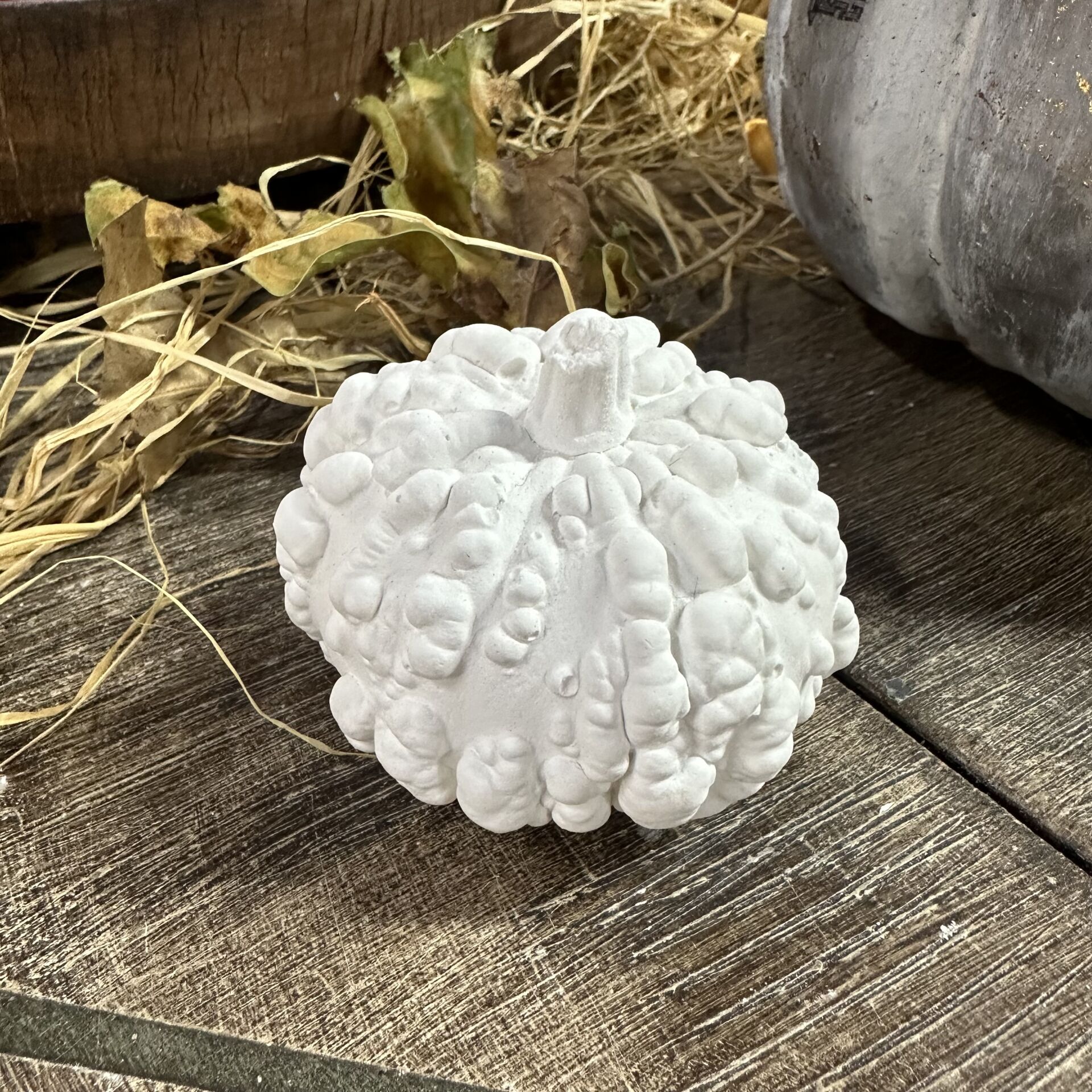 Organik Kabak Büyük