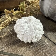 Organik Kabak Büyük