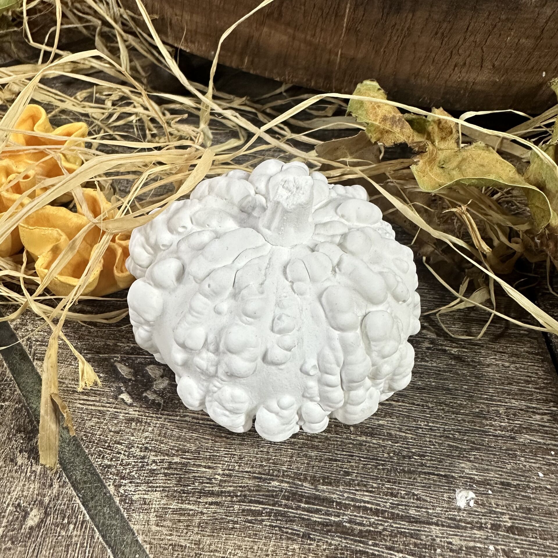 Organik Kabak Küçük